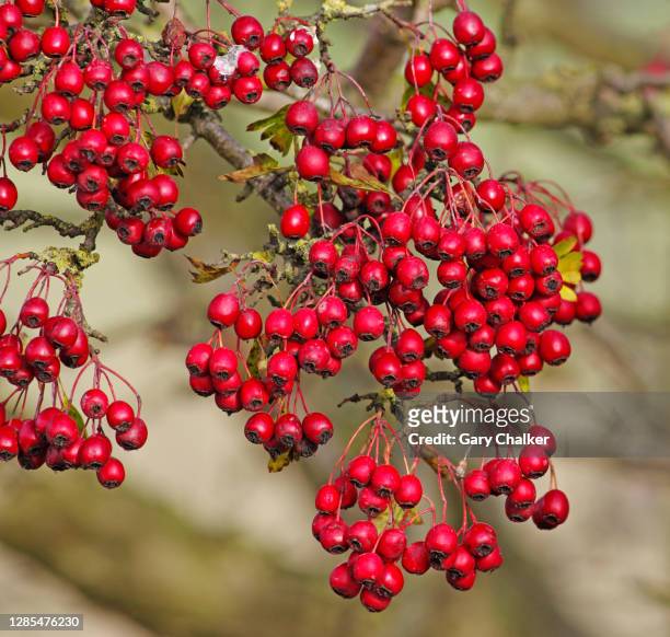 hawthorn berries - hawthorn,_victoria stock pictures, royalty-free photos & images
