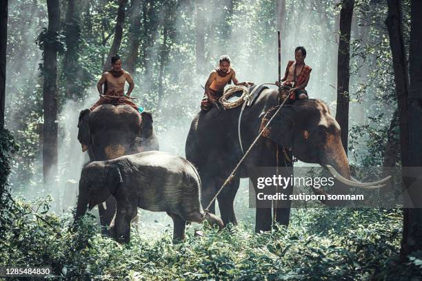 thai-catching wild elephants - thailand us farm trade health stock pictures, royalty-free photos & images