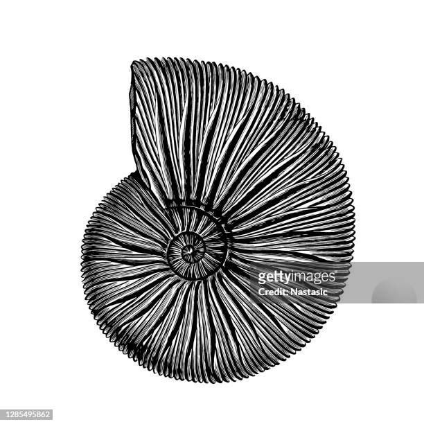ilustrações de stock, clip art, desenhos animados e ícones de perisphinctes is an extinct genus of ammonite cephalopod - amonite