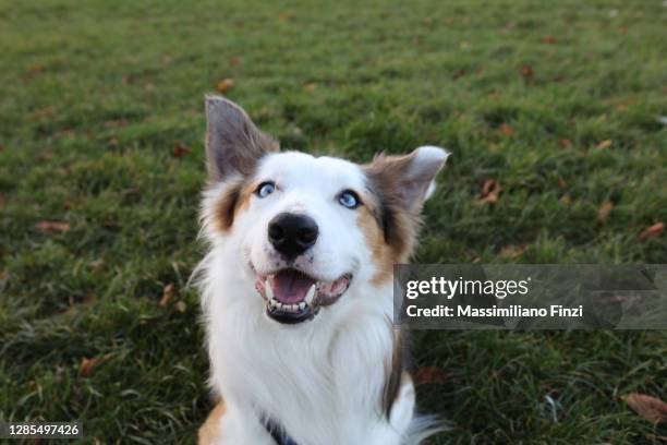 happy border collie dog - collie fotografías e imágenes de stock