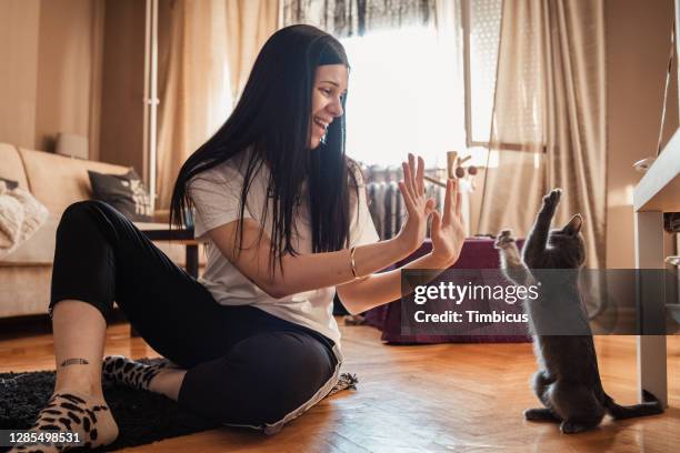 min katt och jag har speciell hälsning - russian blue katt bildbanksfoton och bilder