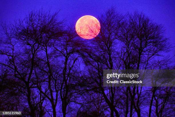 1980s Bare Tree Branches On A Dark Night Silhouetted Against Red Orange Full Moon