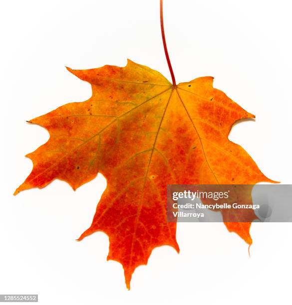 a single maple leaf with autumn colours of orange, red, and yellow - ahornblatt stock-fotos und bilder