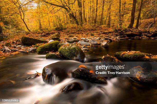 fall color in great smoky mountains national park - gatlinburg stock pictures, royalty-free photos & images