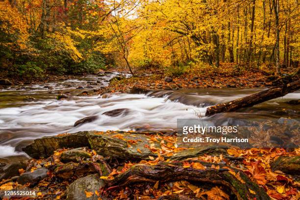 autumn leaves and rushing water in great smoky mountains national park - knoxville tennessee fotografías e imágenes de stock