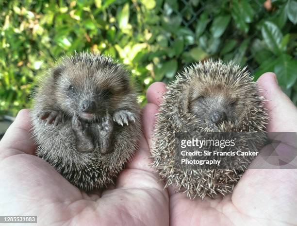 personal point of view of two relaxed baby hedgehogs held in human hands in tuscany, italy - baby hedgehog stock pictures, royalty-free photos & images