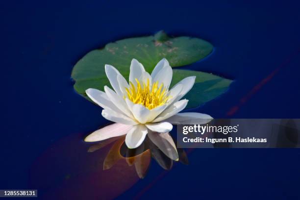 white blooming water lily hit by sunflare. - waterlelie stockfoto's en -beelden