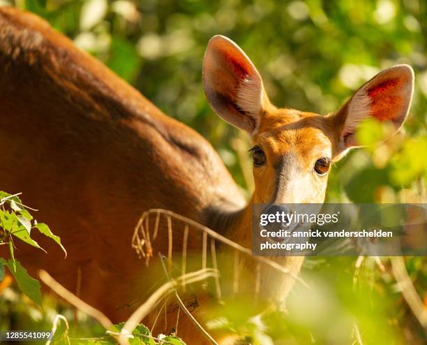 bushbuck - bushbuck fotografías e imágenes de stock