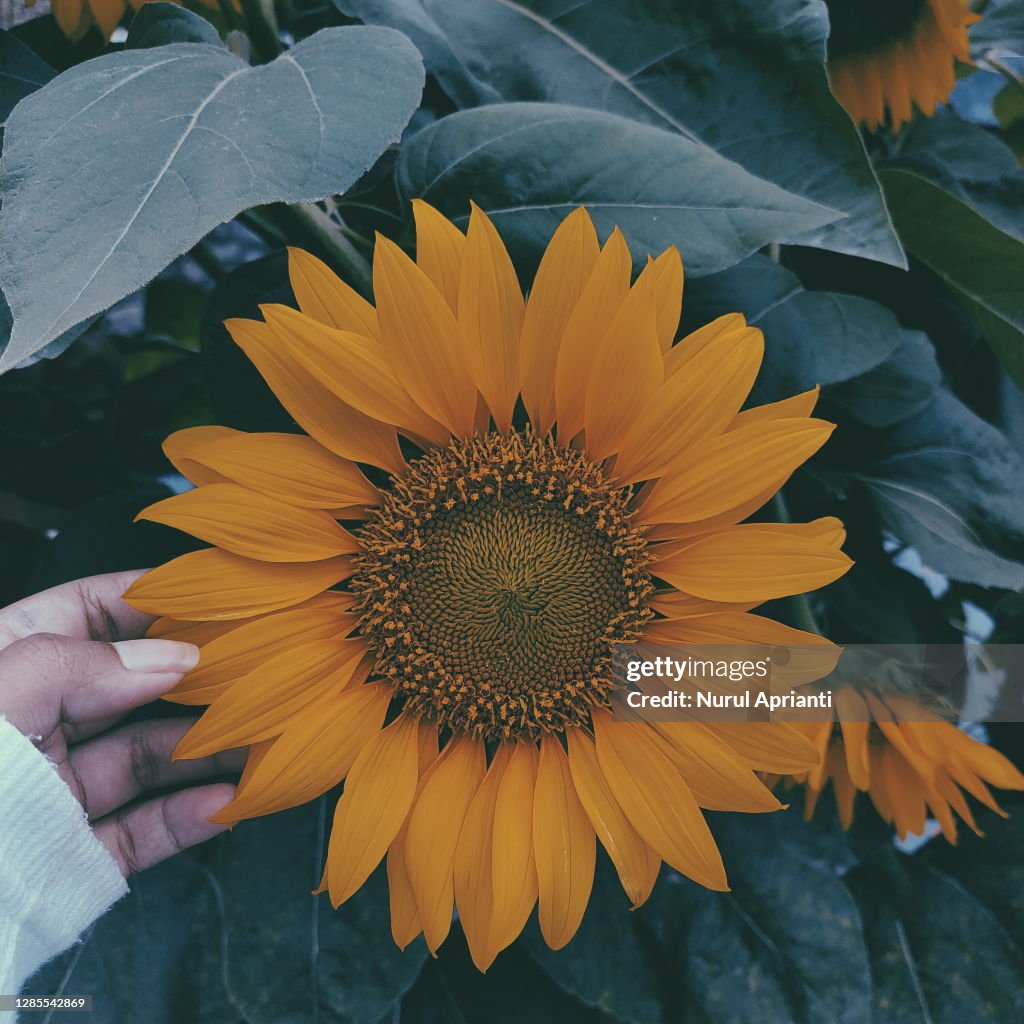 Sunflower