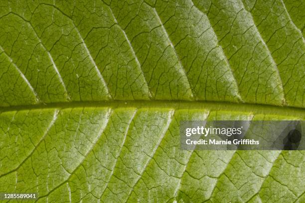 close up of leaf - vein stock pictures, royalty-free photos & images