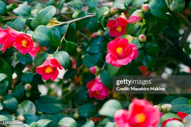 14 621点のカメリアのストックフォト Getty Images 14 621点のカメリアのストックフォト Getty Images