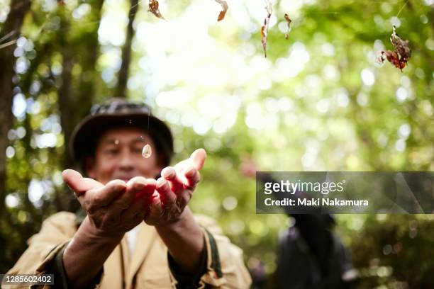a senior man carefully receives a single acorn hanging by spider silk in the woods. - forest bathing stock pictures, royalty-free photos & images