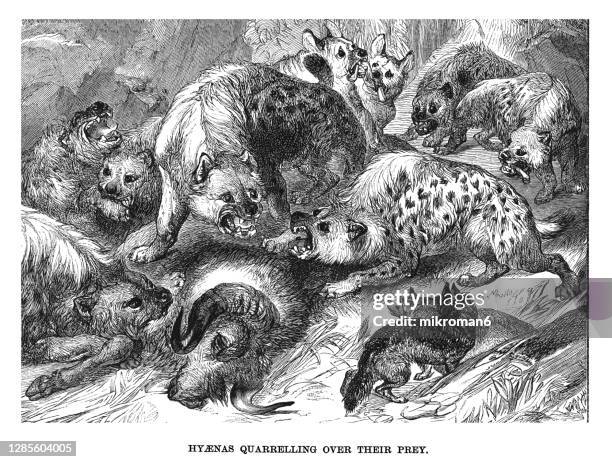 old engraved illustration of hyenas quarrelling over their prey - striped hyena stock pictures, royalty-free photos & images