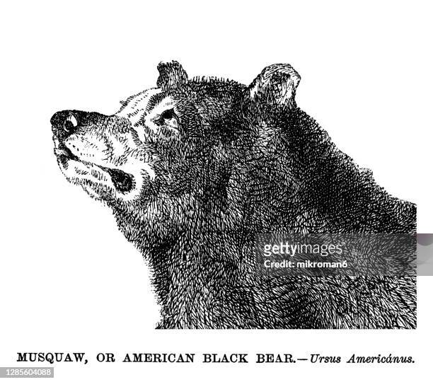 old engraved illustration of the american black bear (ursus americanus) - bear paw print stockfoto's en -beelden