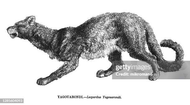 old engraved illustration of the jaguarundi (herpailurus yagouaroundi) - gatto delle pampas foto e immagini stock