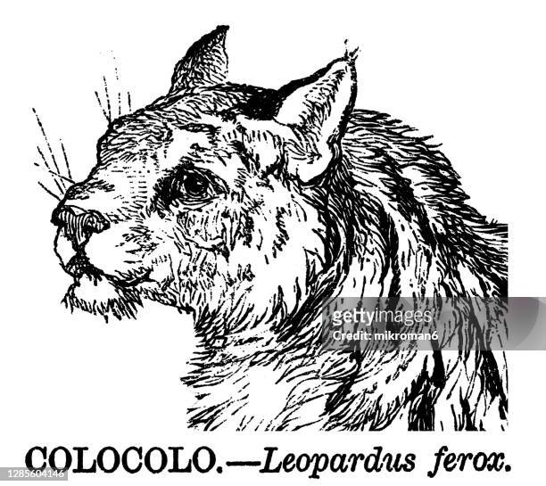 old engraved illustration of pampas cat (leopardus colocola, leopardus pajeros) - gatto delle pampas foto e immagini stock