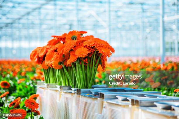 a gerbera flower greenhouse in holland - gerbera daisy stock pictures, royalty-free photos & images