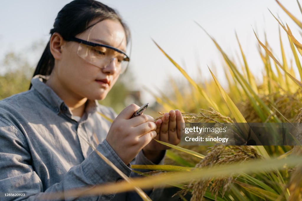 Agricultural Scientist working in farm