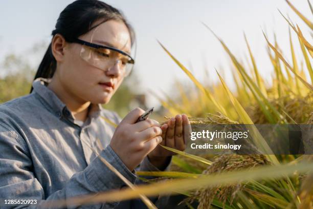 agricultural scientist working in farm - alimento transgênico - fotografias e filmes do acervo