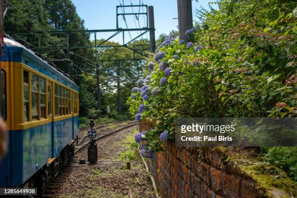 hydrangea along the hakone tozan railway, japan - hakone kanagawa stock pictures, royalty-free photos & images