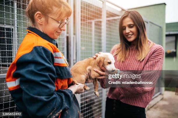 jeune femme avec le travail choisissant quel chien adopter d’un abri. - adoption photos et images de collection