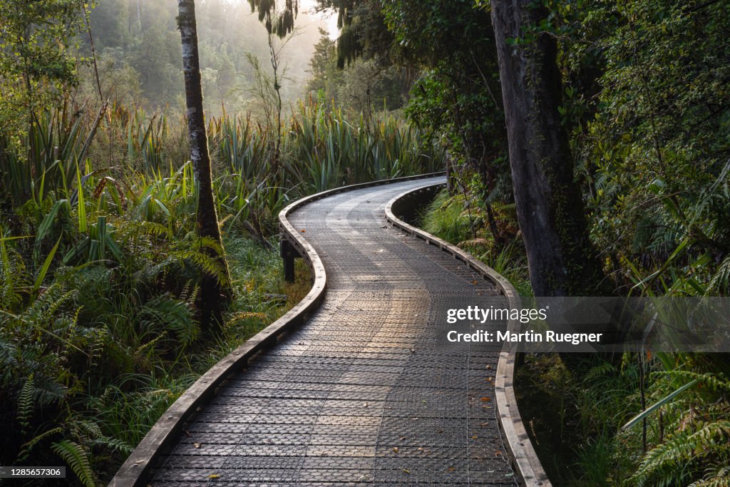 Hiking boardwalk around Lake Matheson (near Fox Glacier / West Coast Region) through rainforest at morning.