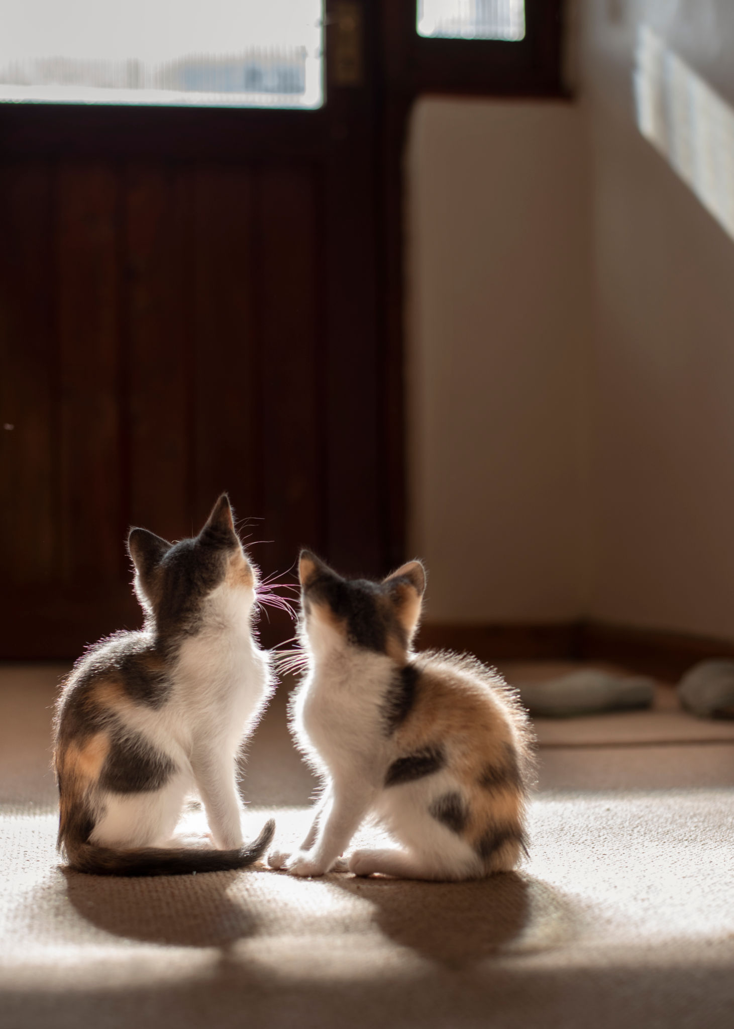animal fostering