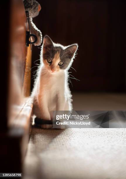 nettes kleines kätzchen, das geradeaus schaut - cat bored stock-fotos und bilder