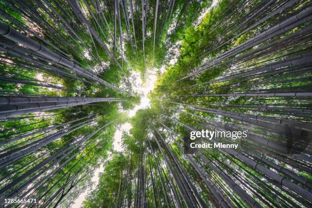 arashiyama bambuswald gegen den himmel kyoto japan - bamboo forest stock-fotos und bilder