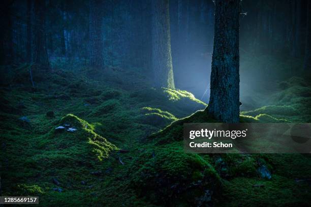 spruce forest with moss at night illuminated by flashlight in autumn - dark forest fotografías e imágenes de stock