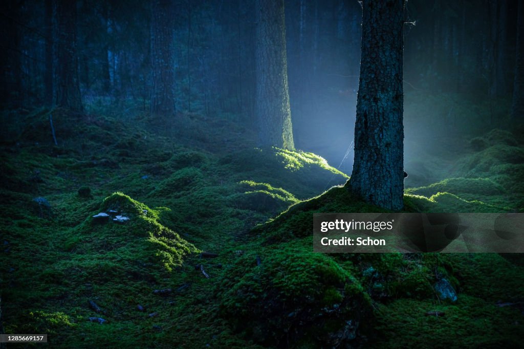 Spruce forest with moss at night illuminated by flashlight in autumn
