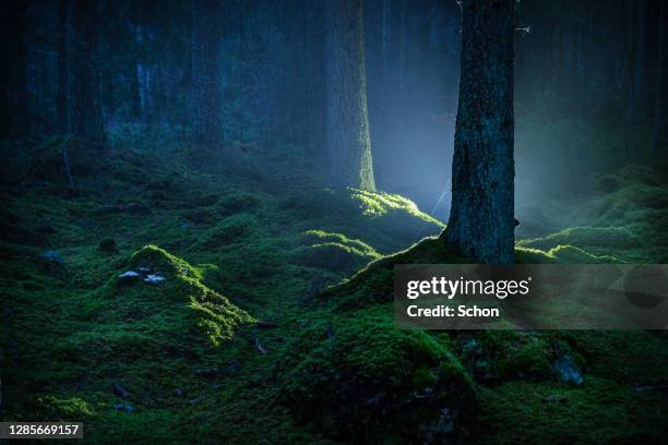 spruce forest with moss at night illuminated by flashlight in autumn - mousse-végétale photos et images de collection