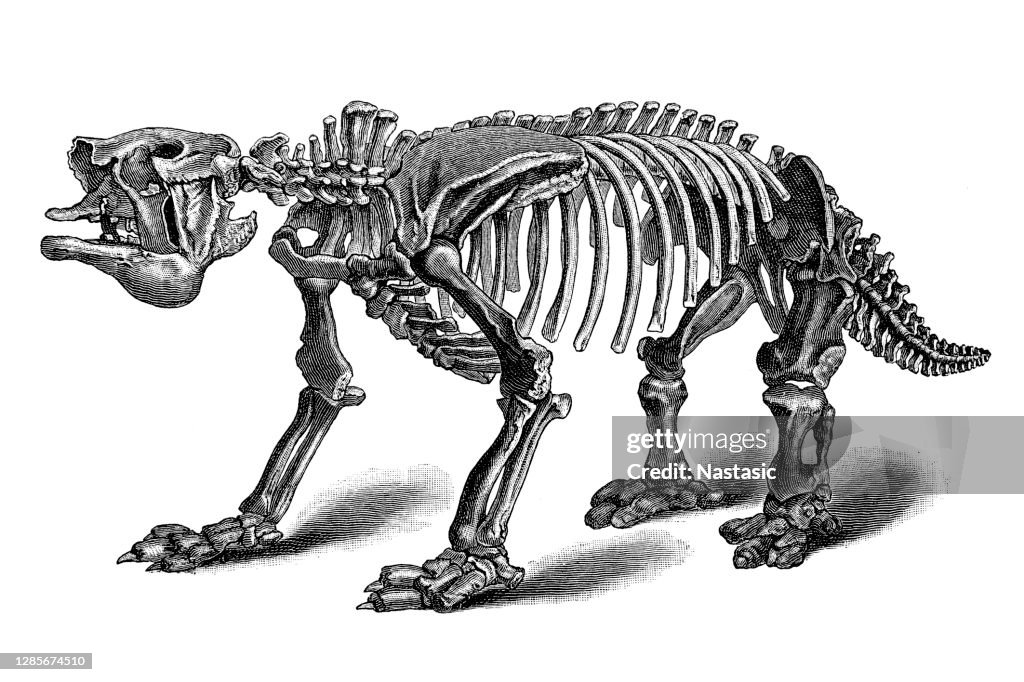 Megatherium, a genus of elephant-sized ground sloths endemic to Central and South America that lived from the late Pliocene through the end of the Pleistocene