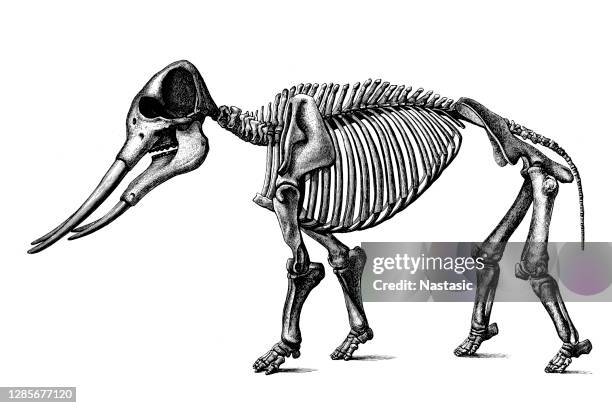 mastodon angustidens skeleton - mammoth skeleton stock illustrations