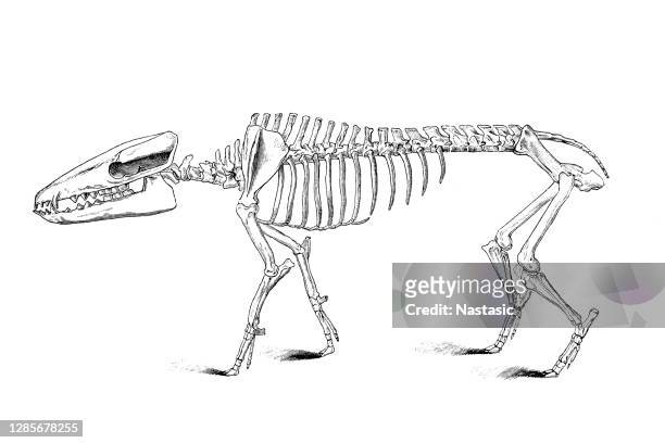 stockillustraties, clipart, cartoons en iconen met anthracotherium magnum is een soort zoogdieren in de familie anthracotheres - dierlijk skelet