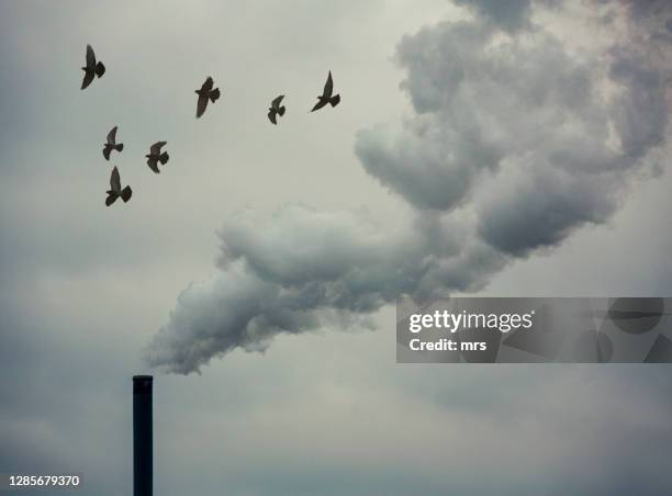 smoking industrial chimney - chimney bildbanksfoton och bilder