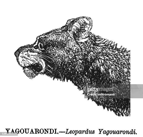 old engraved illustration of the jaguarundi (herpailurus yagouaroundi) - gatto delle pampas foto e immagini stock
