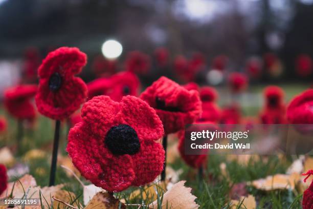 a low angle close up of artificial poppies on  remembrance day. great malvern, worcestershire, uk - remembrance day stock-fotos und bilder