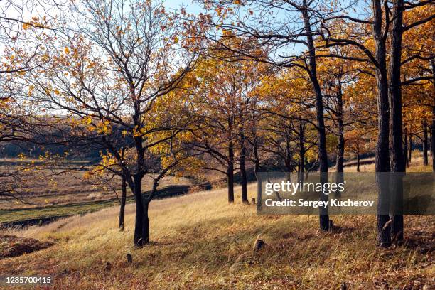 hillside oak grove - eichenwäldchen stock-fotos und bilder