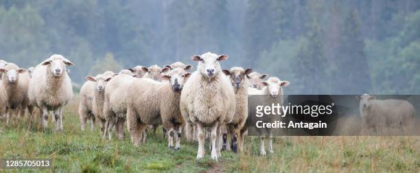 sheeps - sheep stock pictures, royalty-free photos & images