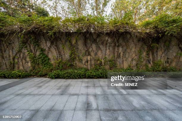 empty parking lot - ground ivy imagens e fotografias de stock