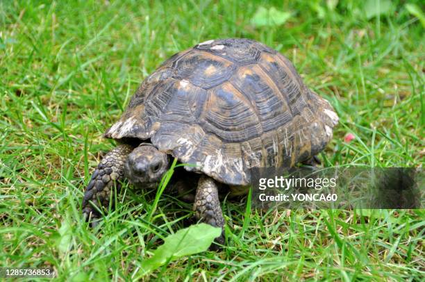 turtle in garden - landsköldpadda bildbanksfoton och bilder