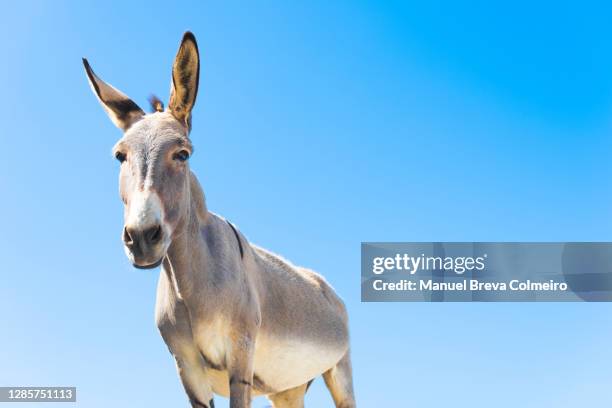 greek donkey - donkey foto e immagini stock