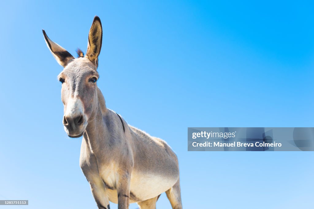 Greek donkey