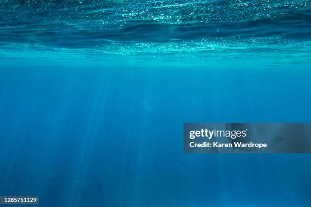 sunbeams underwater - onder water stockfoto's en -beelden