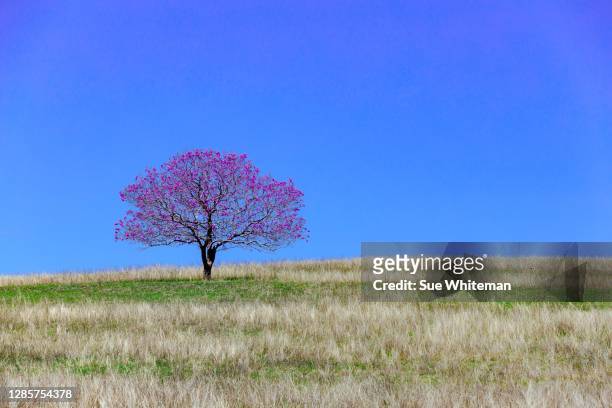 just a tree - jacaranda tree stock pictures, royalty-free photos & images