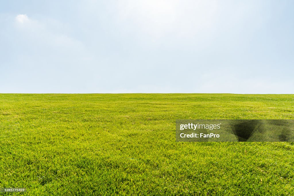 Empty green meadow