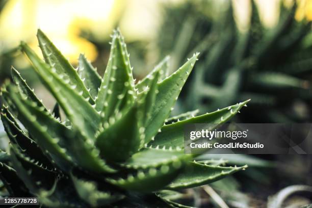 aloë - aloe vera stockfoto's en -beelden