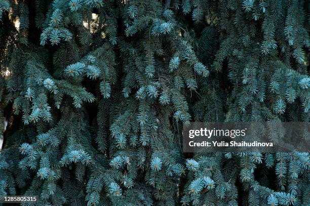 spruce branches wallpaper nature abstract, christmas tree - spruce branch stock pictures, royalty-free photos & images