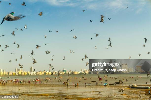 pigeons flying over mumbai beach and downtown district - marine drive stock pictures, royalty-free photos & images